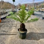 Diksónia antarktická (Dicksonia antarctica) – výška 100-120 cm, výška kmeňa 20-30 cm, kont. C45L
